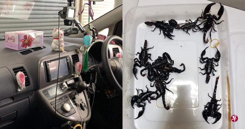 移民与关卡局人员截获一辆车上的10只黑蝎，案件目前交由农粮兽医局调查。