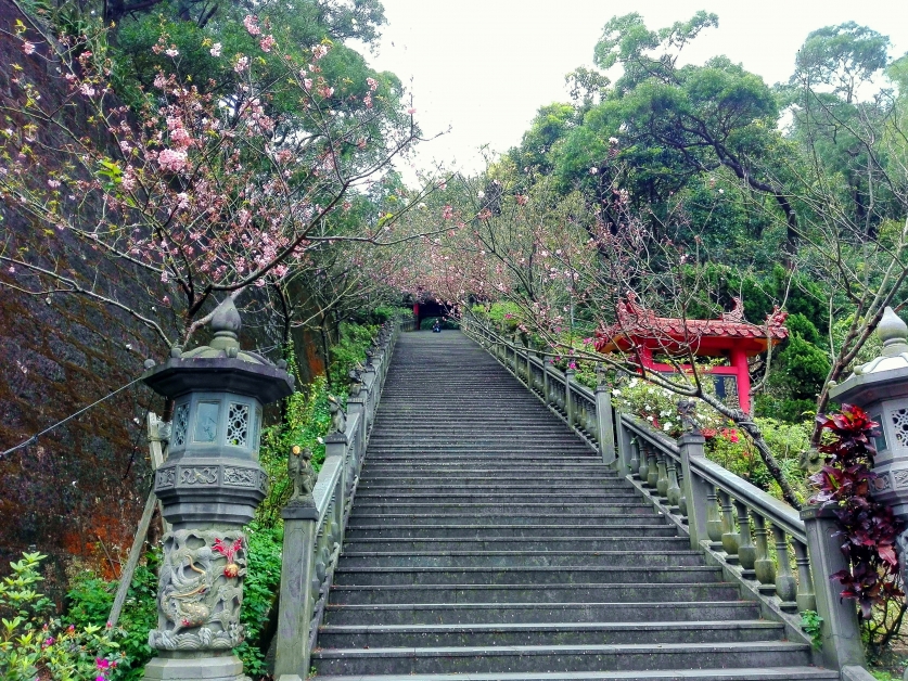 碧山岩开漳圣王庙的阶梯两旁种满樱花树，我拾级而上，满心被樱花的美撩得酥麻酥麻的。