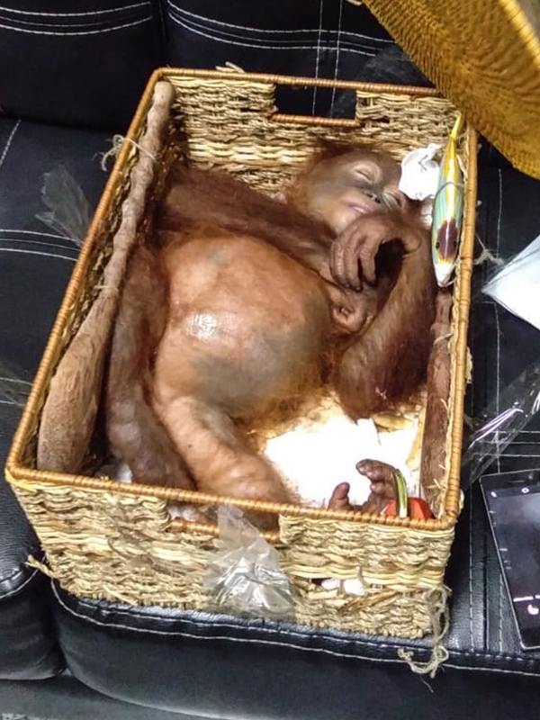 杰斯科夫手提行李箱内的人猿宝宝在竹篮中“熟睡”着。（法新社）