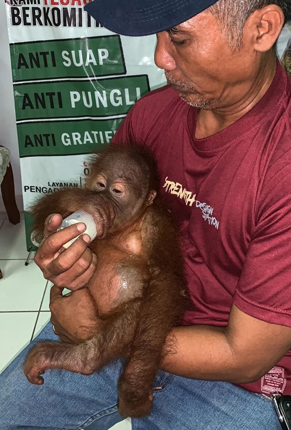 野生动植物保护机构人员正给获救的人猿宝宝喂奶。（法新社）