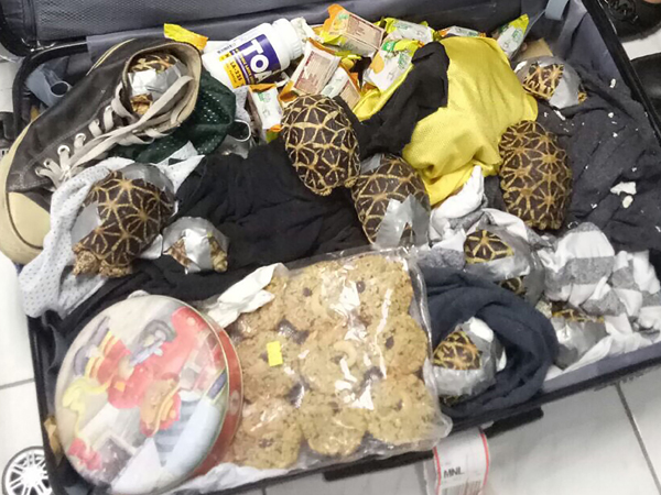 菲律宾警方在马尼拉机场无人认领的行李内，查获走私龟。（法新社）