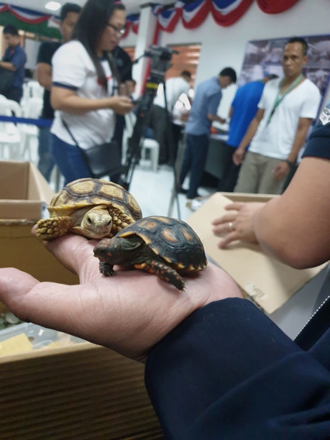 菲律宾海关公关办公室的官员展示查获的走私龟。（法新社）