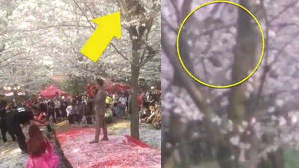 民间歌手站在树下唱歌，同行工作人员竟爬上树不停摇晃，造出“樱花雨”舞台效果。