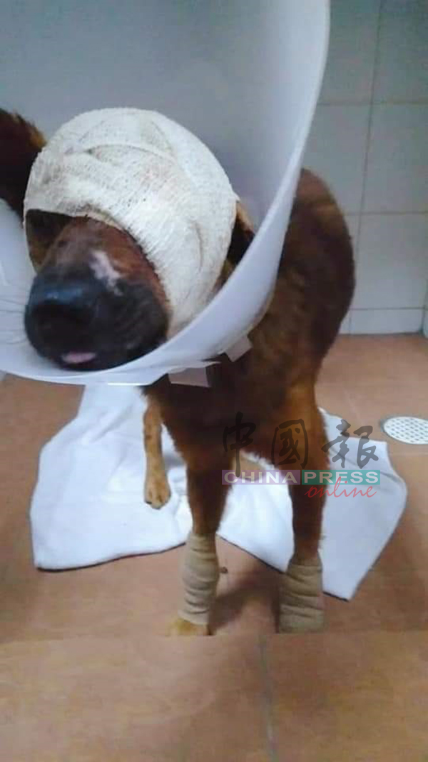 兽医将狗儿的头部烧伤部位进行包扎。