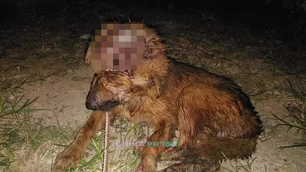 狗儿失踪一段时间后，被发现时头部被灼伤。