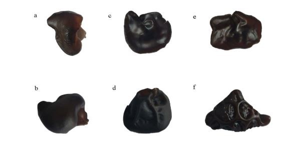 3个黑木耳栽培种代表3个品系：无筋的正面和背面（a和b），半筋的正面和背面（c和d），全筋的正面和背面（e和f）。