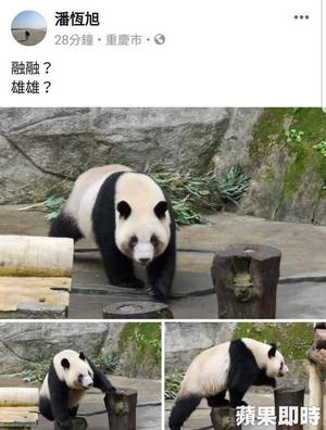 高市观光局长潘恒旭证实将成立熊猫小组，准备完整的欢迎计划，“一对公母熊猫雄雄和融融要来高雄了！”