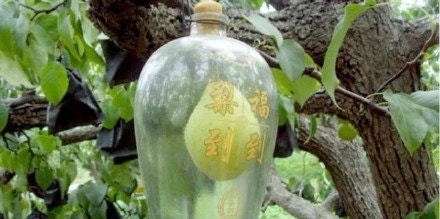 梨子还在生长时，就用瓶套住果实，任由其在瓶中自然长大。