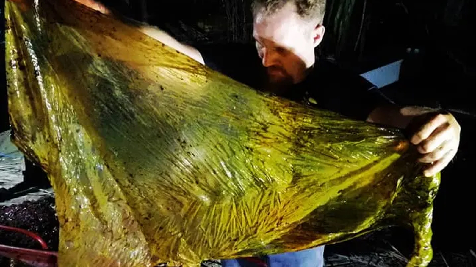鲸体内装满重达40公斤塑胶垃圾