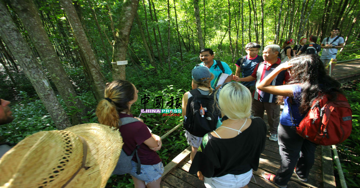 一旦重新开放后，红树林景点游客料增加。