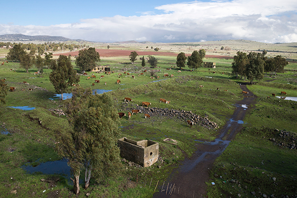 在戈兰高地以色列控制区的科舍特，牛群在吃草。戈兰高地总面积1800平方公里，其中以色列控制1200平方公里。（美联社）
