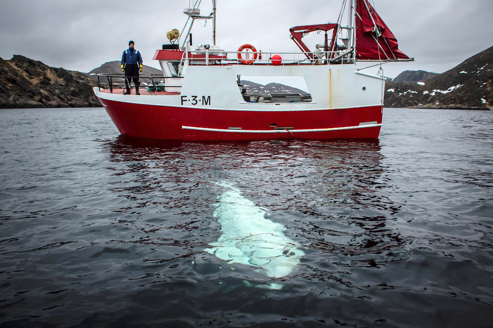 挪威科学家怀疑白鲸受过俄罗斯军方训练。
