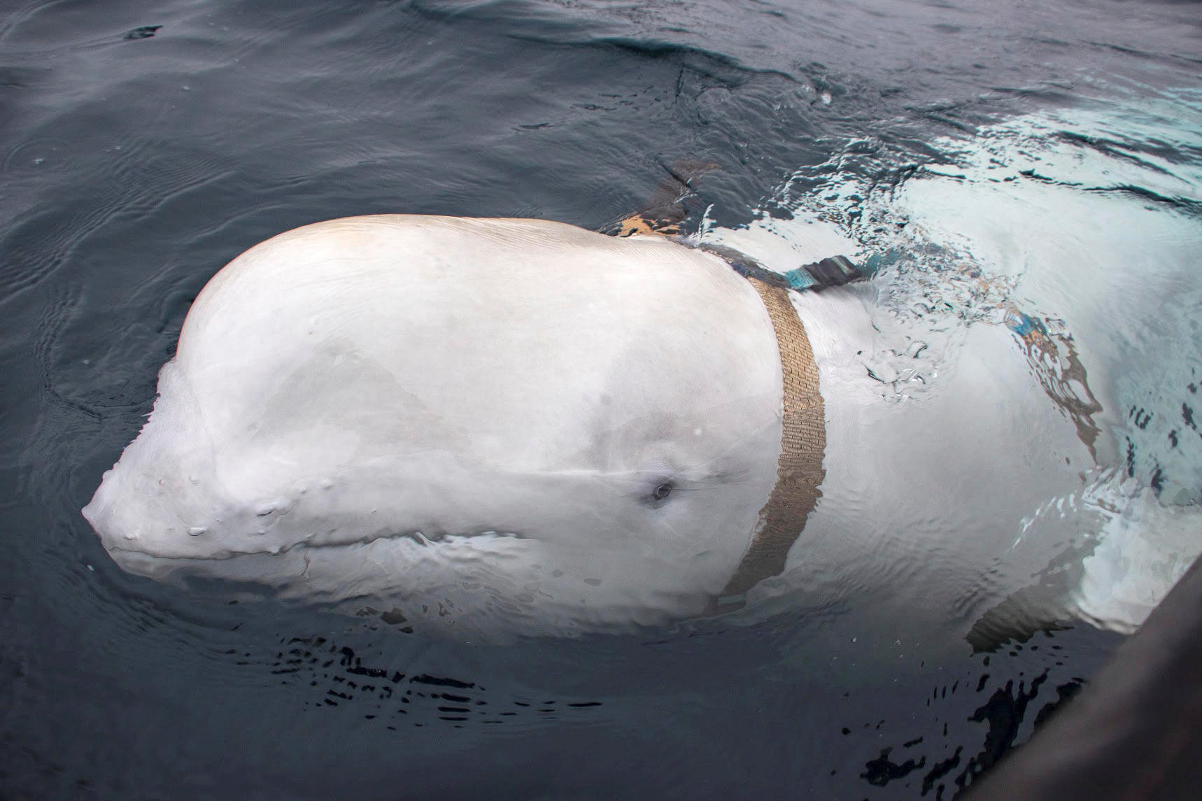 白鲸身上系有索带，疑受俄罗斯训练作间谍用途。