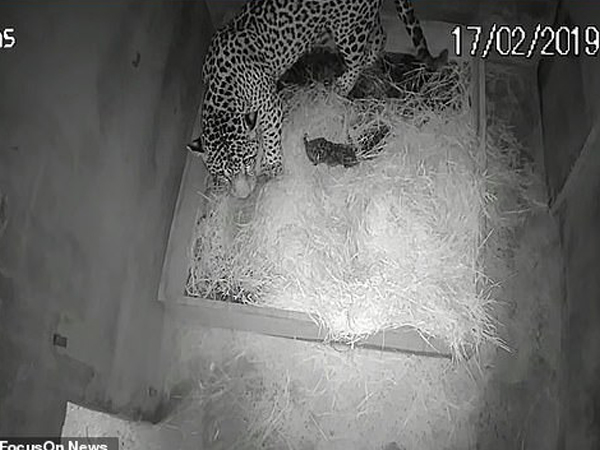 全球首只人工授精美洲豹宝宝出生就被妈妈吃掉。