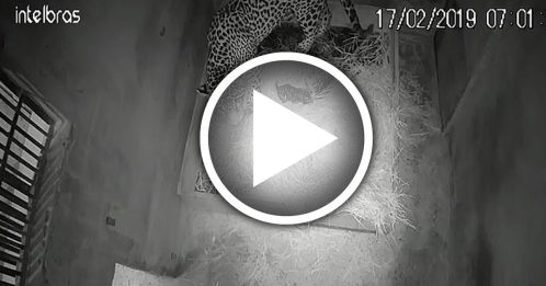 全球首只人工授精 美洲豹宝宝 出生就被妈妈吃掉