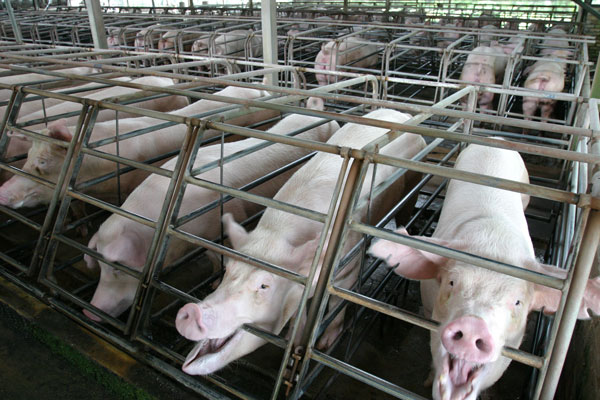 非洲猪瘟对猪只影响甚大，一旦农场其中一只猪只感染有关病毒，农场所有猪只都必须被毁灭。（档案照）