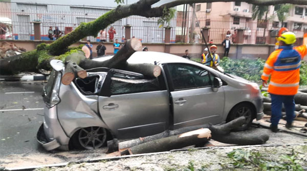 被倒下的大树严重压毁的迈薇轿车，车身毁不成形。