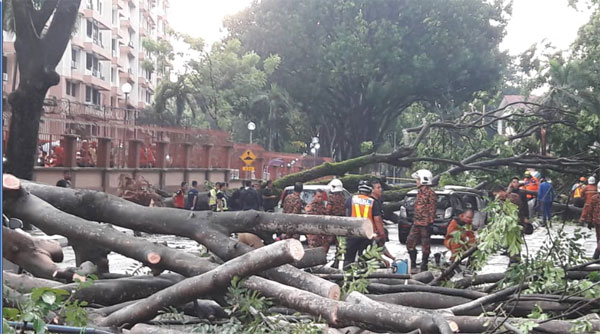消拯员接获投报迅速赶到现场，锯断倒塌的树木，务求尽快恢复交通。