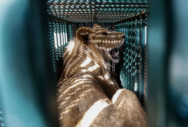 一只狮子被麻醉后，放入笼子里，被转移至约旦的动物保护区。（法新社）