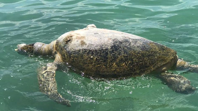 5尺大海龟相信误食海洋垃圾及塑料袋而死亡，令人悲痛。