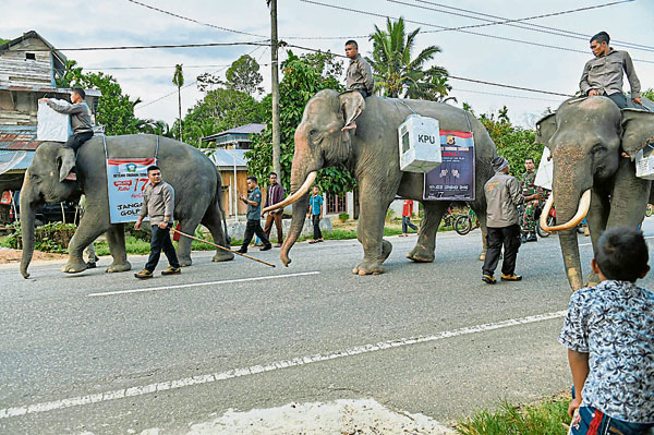 亚齐省选举人员出动大象运送票箱。（法新社）