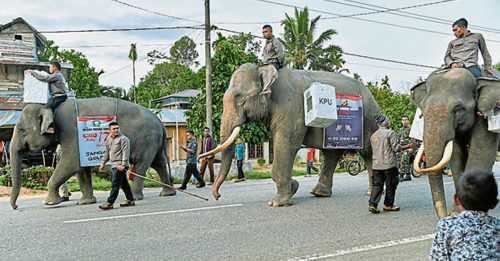 印尼总统选举 大象马匹运送投票箱