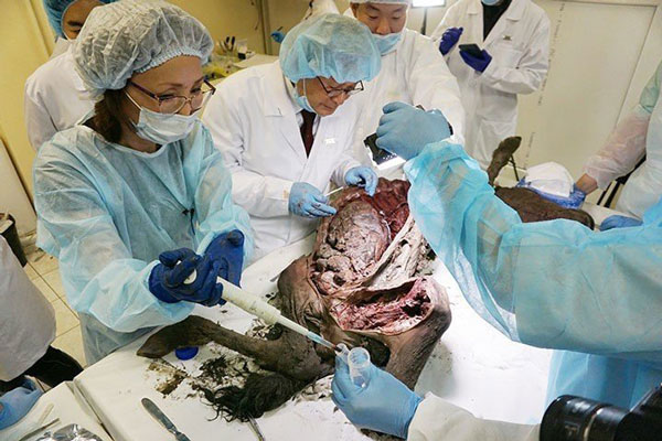 科学家在解剖小马驹，取出液态血液。