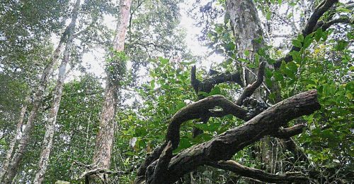 植物鉴证实录（中篇）森林研究院专才默默奉献 植物DNA助林业永续发展