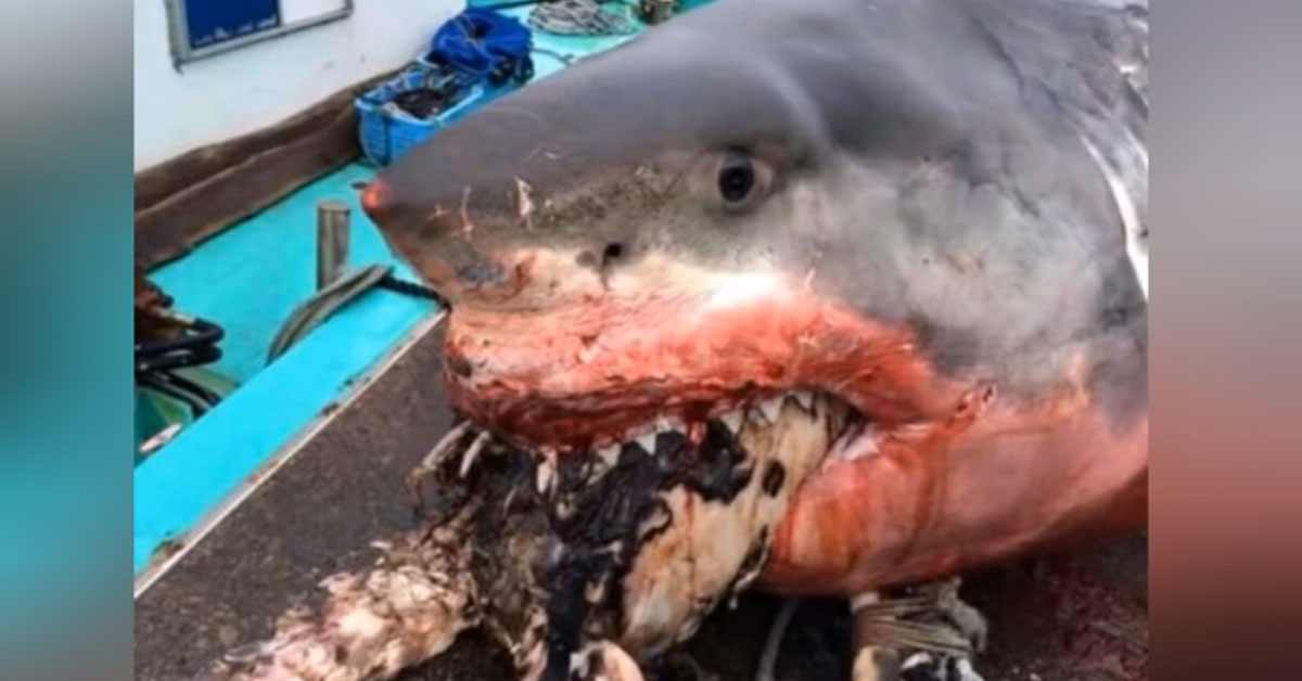 日本罕見案：大白鯊吞食巨型海龜遭噎死 