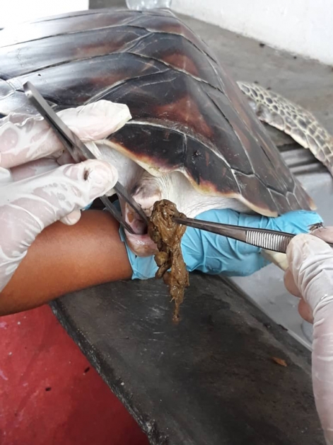 　海龟误食人类乱抛进大海的垃圾，阻塞直肠而无法排便。