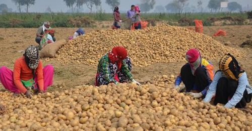 种马铃薯“侵权”赔偿 Pepsi与印度农民提和解