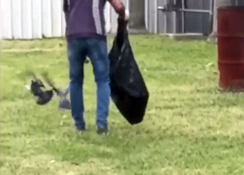工作人员一手拿着垃圾袋，一手抓起草地上的鸽子，塞入垃圾袋。（截自ACRES视频）
