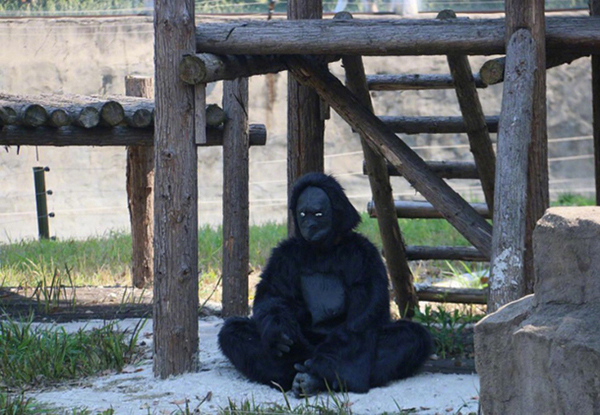 江苏常州野生动物世界，就真的安排工读生，穿上猩猩服装冒充猩猩上蹿下跳。