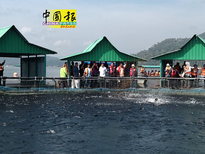 沈志勤与渔业局官员，于週一巡视上霹雳天勐莪湖的箱网养殖渔场。