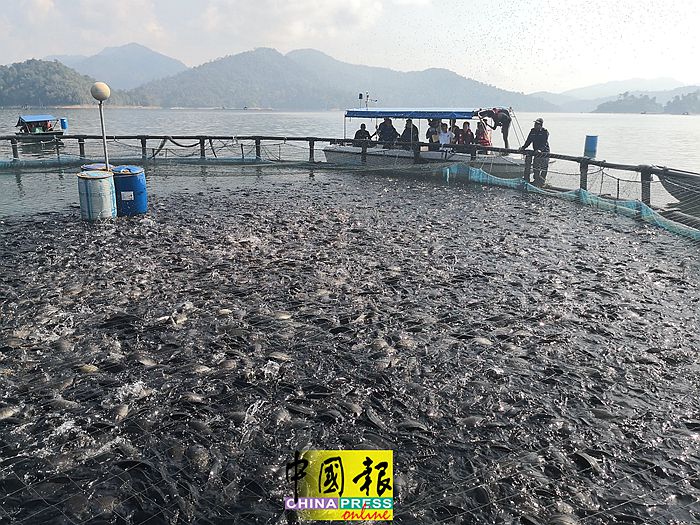 天猛莪湖的箱网养殖渔场计划自2011年开跑来，已经出产3800公吨的鱼获，产值高达1472万令吉。
