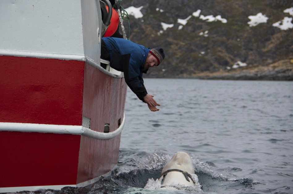 挪威渔民尝试引诱白鲸靠近。