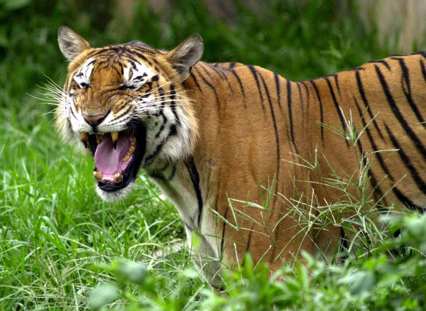 孟加拉虎很可能在2070年全面从主要栖息地消失。