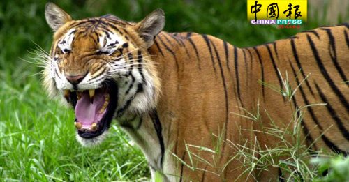 全球仅剩百来只  孟加拉虎濒灭绝