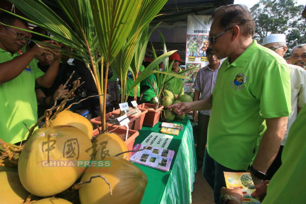 安华参观农业局展出的4种不同品种的椰子树。