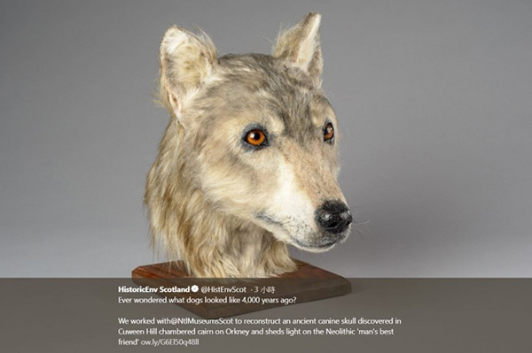 专家为狗狗做出了3D建模，窥见新石器时代狗狗的长相。