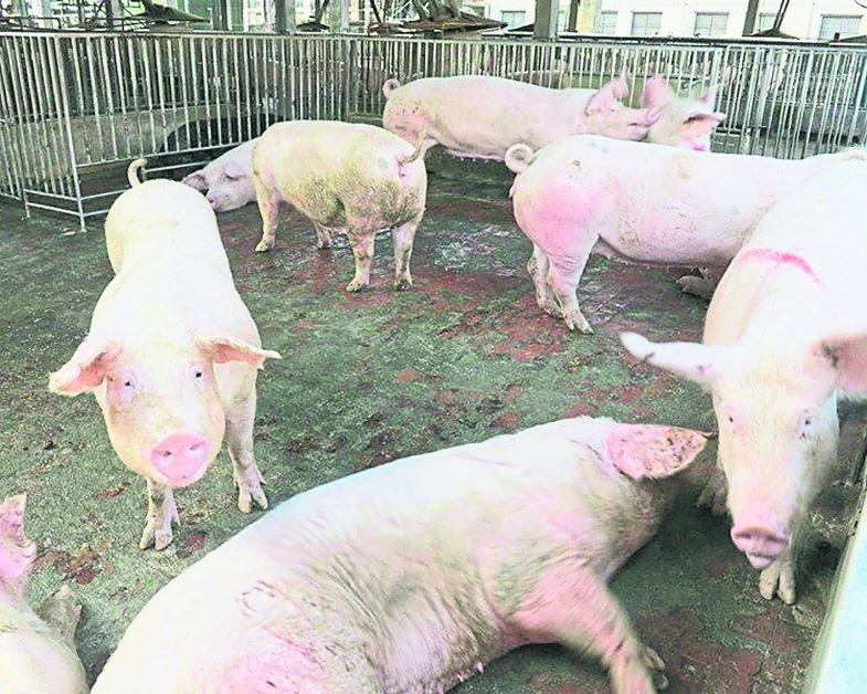 中国31省目前仅剩下海南岛，尚未传出猪瘟疫情。
