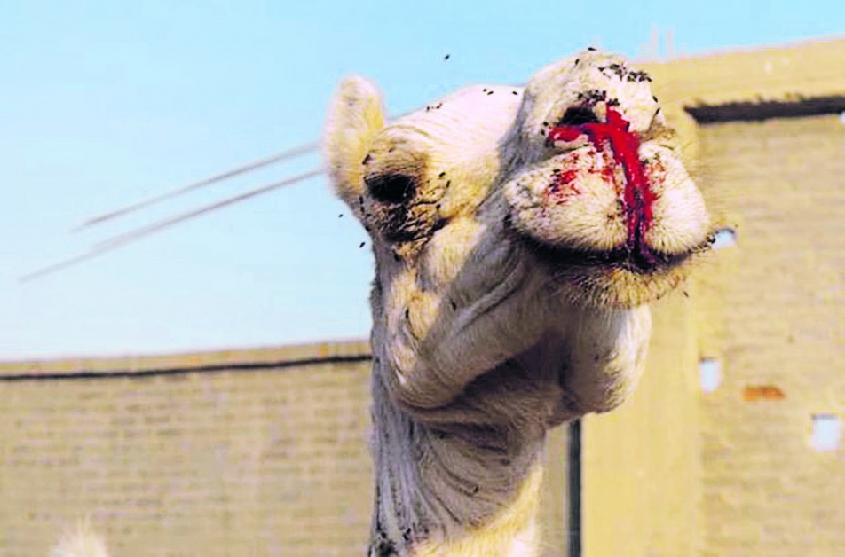 这只骆驼被拍到满脸是血。