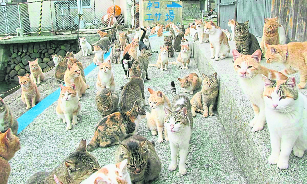 四国青岛“猫岛”上，住着二百多只猫咪。