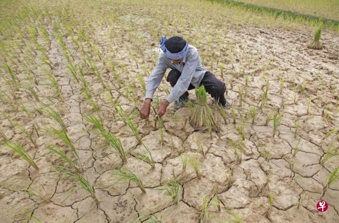 柬埔寨环境部表示，今年厄尔尼诺现象将在4月和5月达到高峰造成干旱和高温，柬埔寨呼吁稻农应该避免种植作物。（柬埔寨日报）