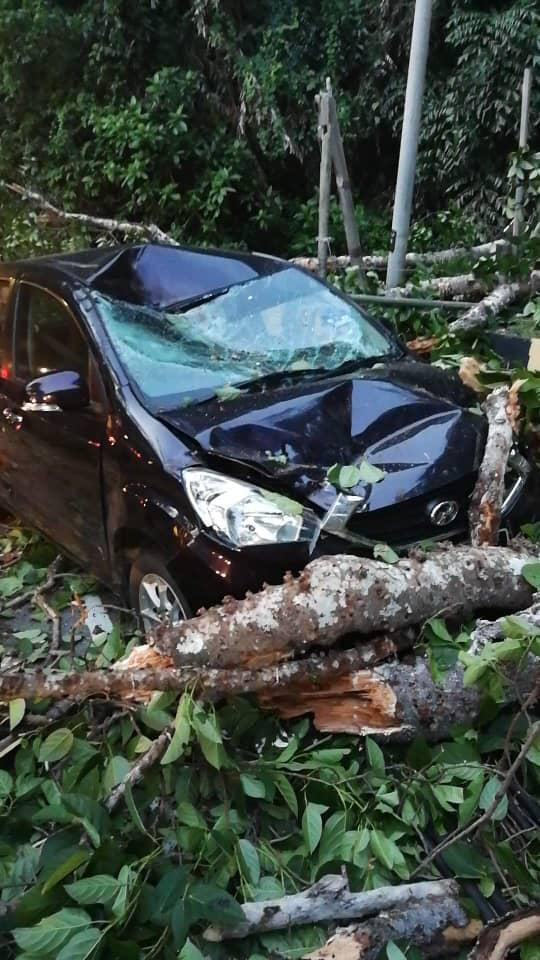 树根腐朽倒下的橡胶树击中迈薇轿车，司机受轻伤。