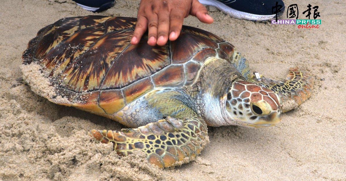 海龟的前肢被作记号后，才被释放回归大海。