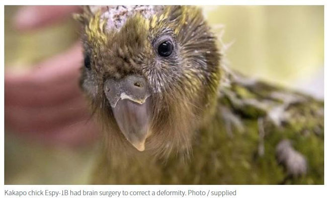 出生56天的鸮鹦鹉幼鸟“Espy 1B”天生囟门是开放的。