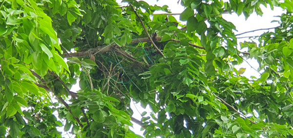 树上清晰可见纠缠不清的衣架，被乌鸦当作筑巢的工具。