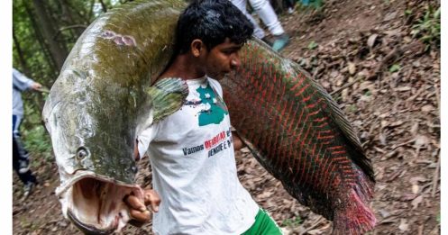 亚马逊河巨骨舌鱼 恢复繁衍免绝种