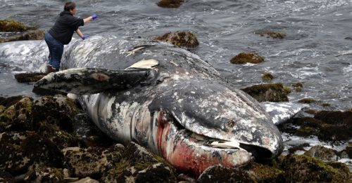 美西岸灰鲸死亡 或北极水域升温引起